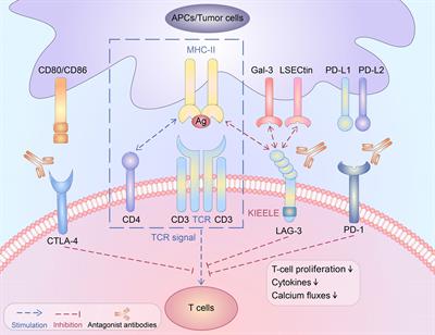 LAG3-PD-1 Combo Overcome the Disadvantage of Drug Resistance